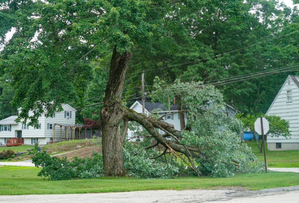 Professional Tree Service in Augusta, AR